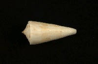 藏品(芋螺)的圖片